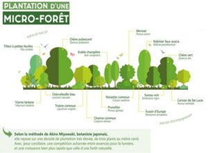 Projet d’implantation végétale au lycée Louis Armand d’Eaubonne Projet d’implantation végétale au lycée Louis Armand d’Eaubonne